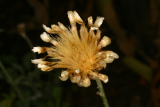 Centaurea simplicicaulis RCP7-06 165.jpg